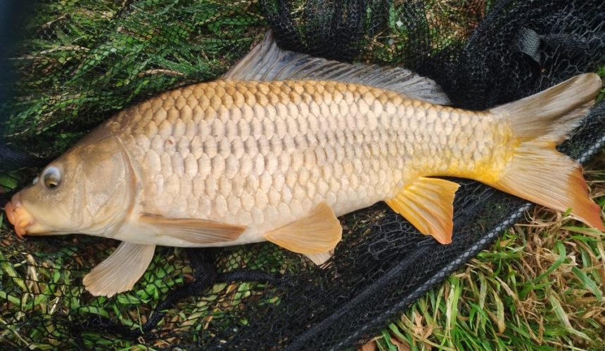 Séjour pêche en Baie de Somme – Camping insolite 4 étoiles Le Clos Cacheleux